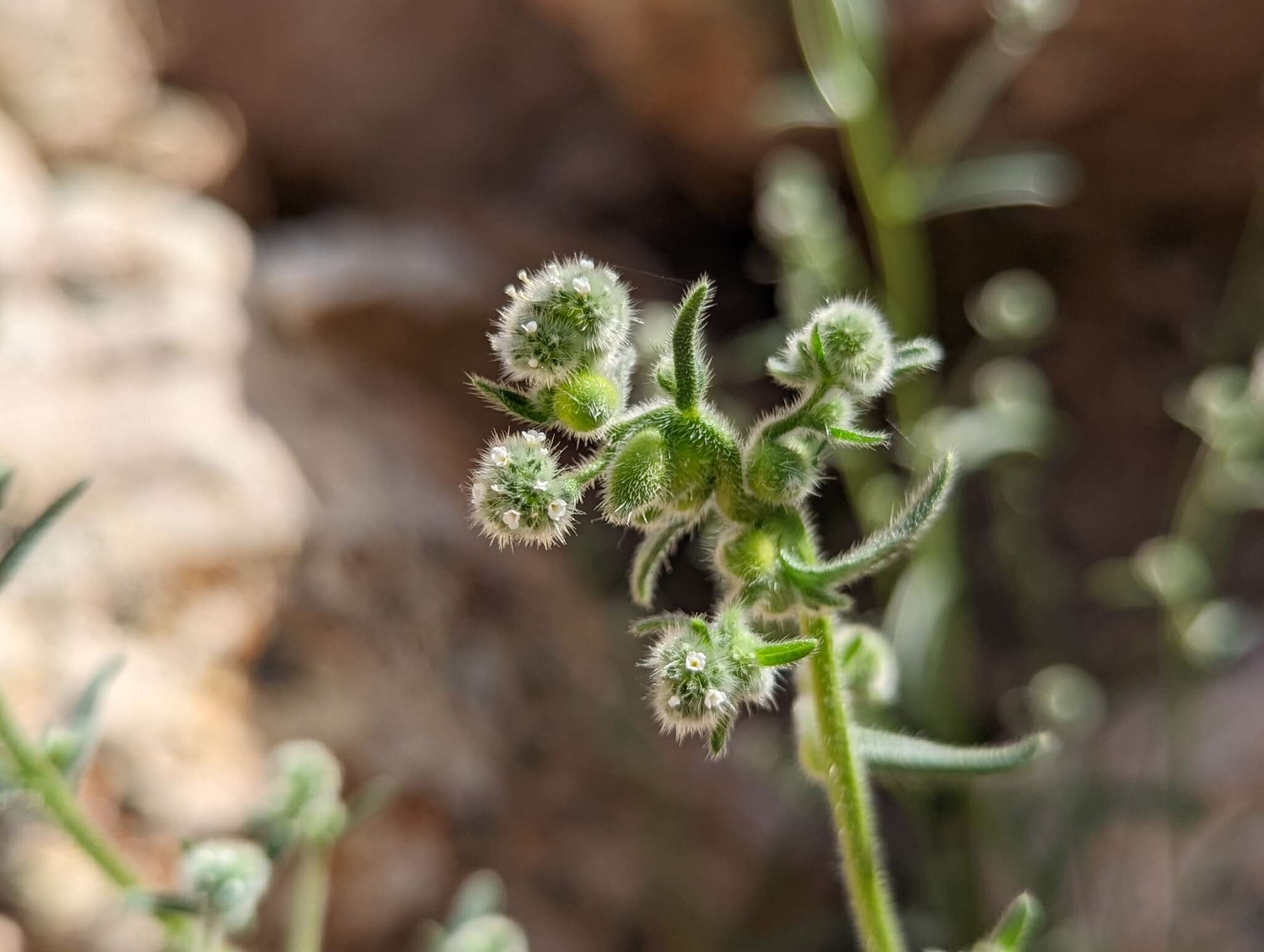 صورة Cryptantha gracilis Osterh.