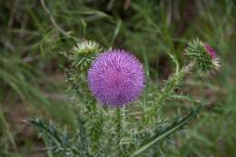 Image of Musk Thistle