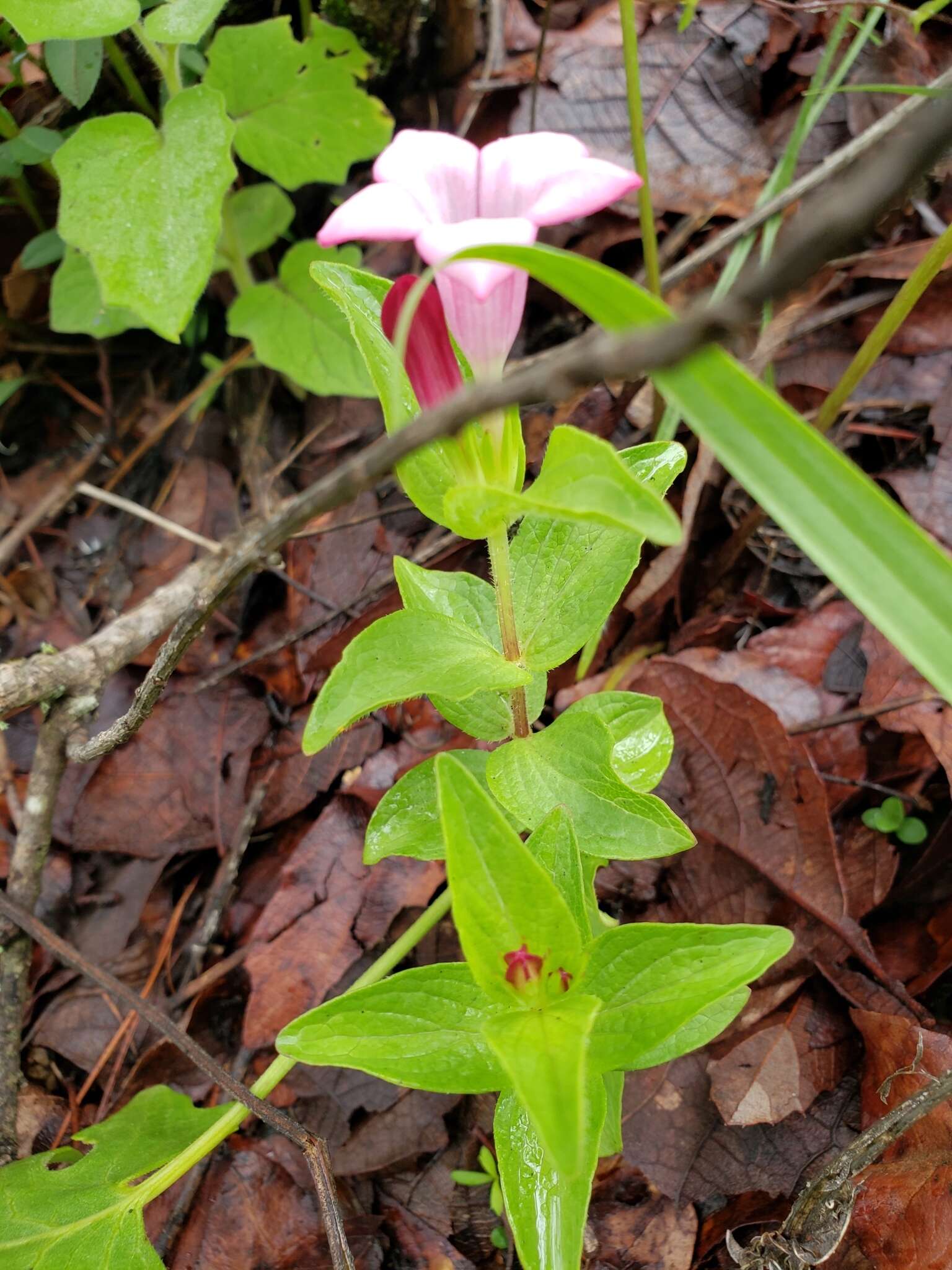 Imagem de Spigelia scabrella Benth.