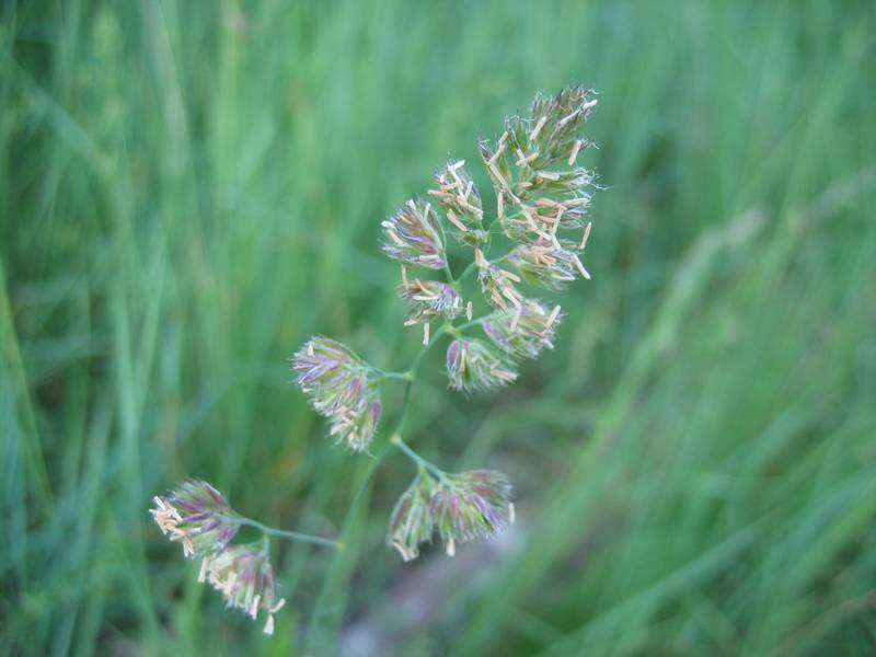 Image of Cocksfoot or Orchard Grass