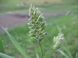 Image of Cocksfoot or Orchard Grass