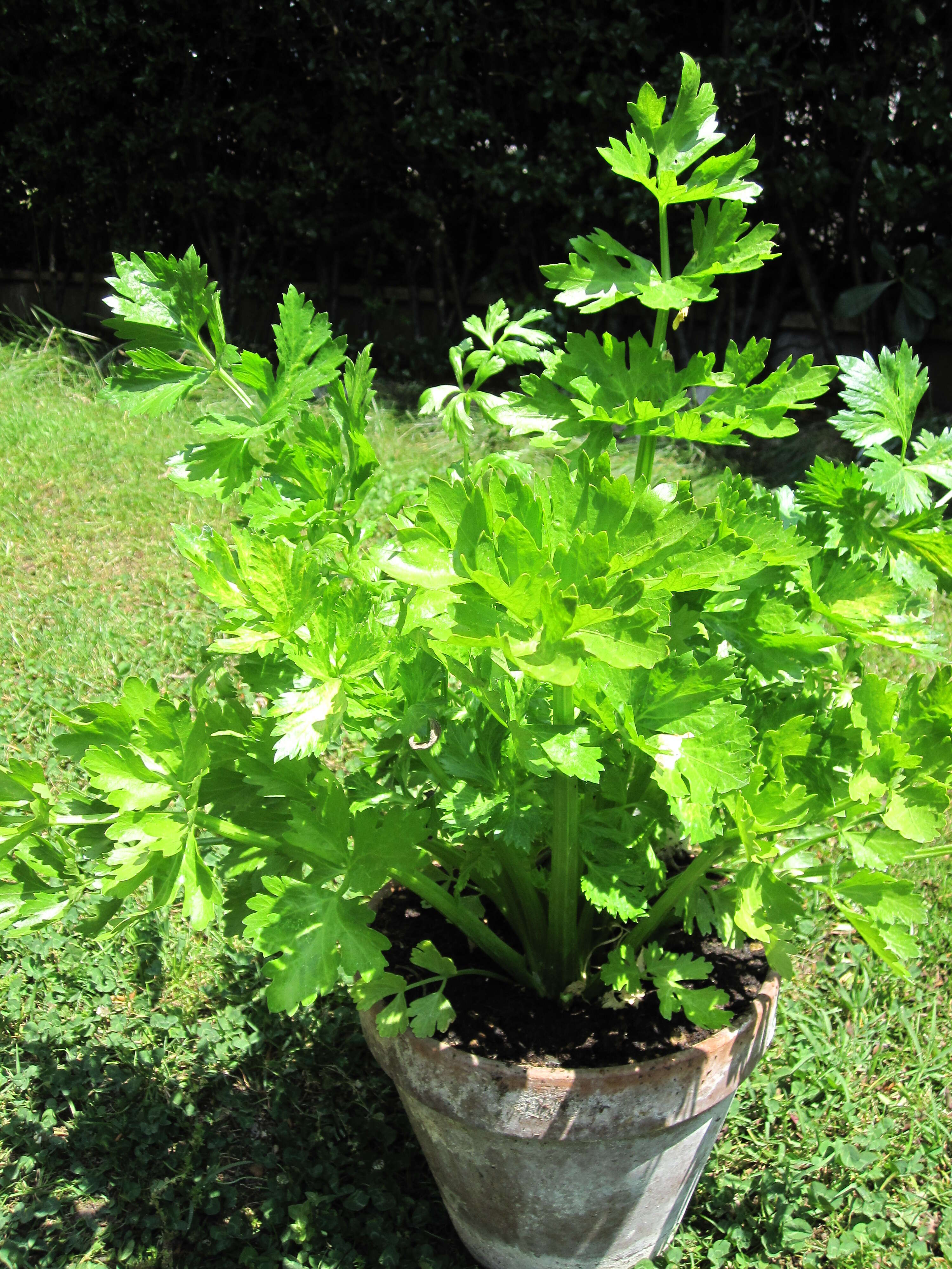 Image of Wild Celery