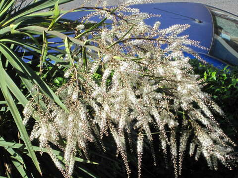 Image of cabbage tree