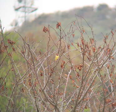 Image of Chestnut Bunting