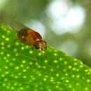 Image of Thaumatomyia rubida (Coquillett 1898)