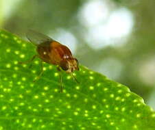 Image of Thaumatomyia rubida (Coquillett 1898)