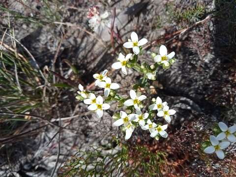 Image of Sebaea albens (L. fil.) Sm.