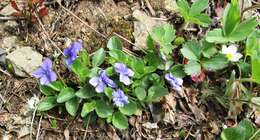 Image of Early Blue (Hook) Violet