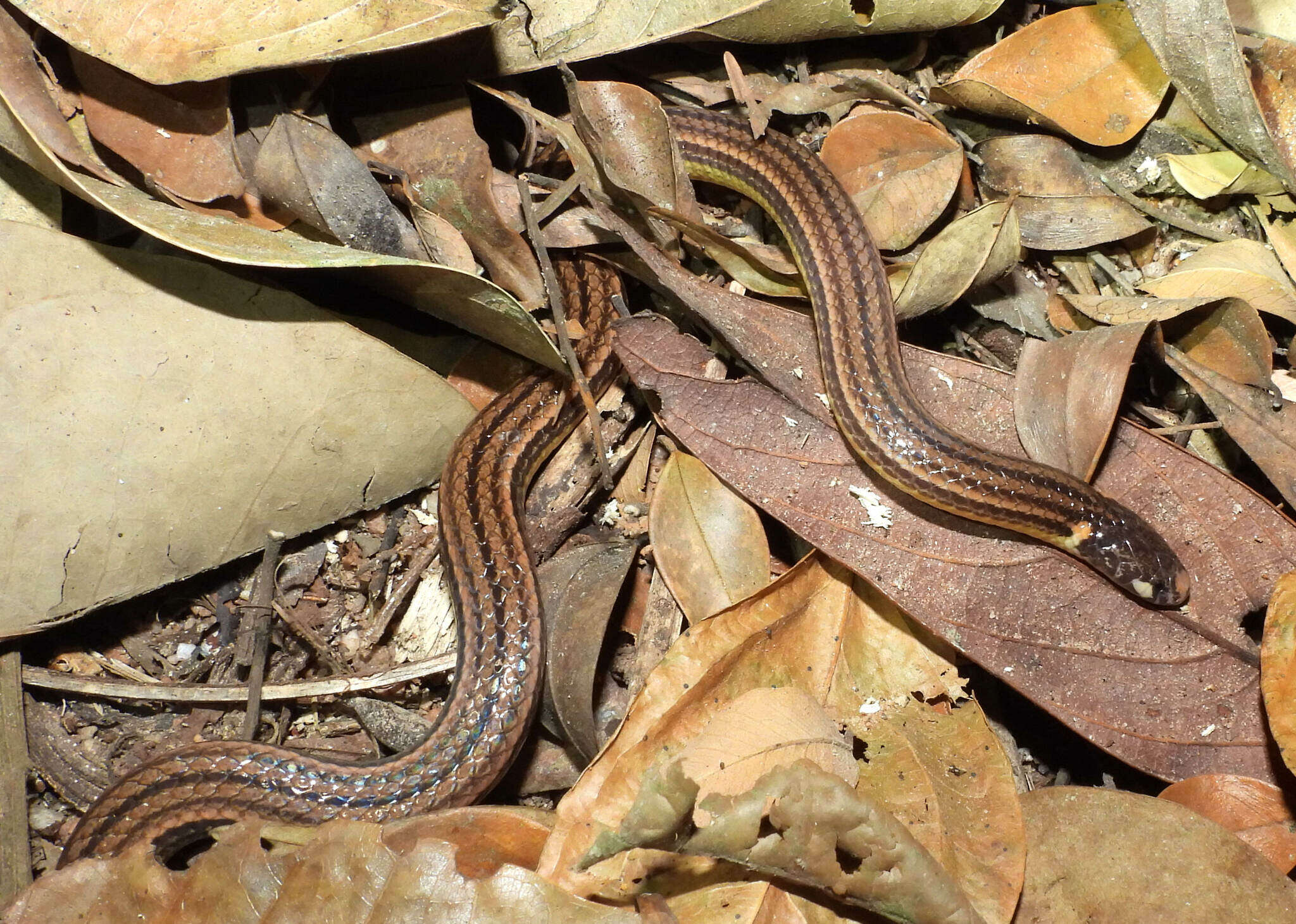 Image de Apostolepis nigrolineata (Peters 1869)