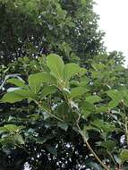 Cinnamomum micranthum (Hayata) Hayata的圖片