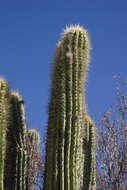 Image of Trichocereus tacaquirensis