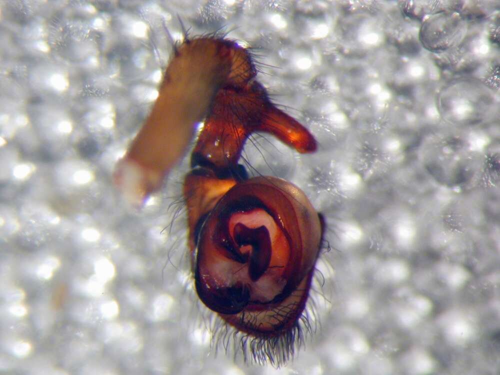 Image of Black lace-weaver