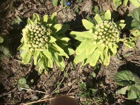 Imagem de Petasites japonicus subsp. giganteus (F. Schmidt ex Trautv.) Kitam.