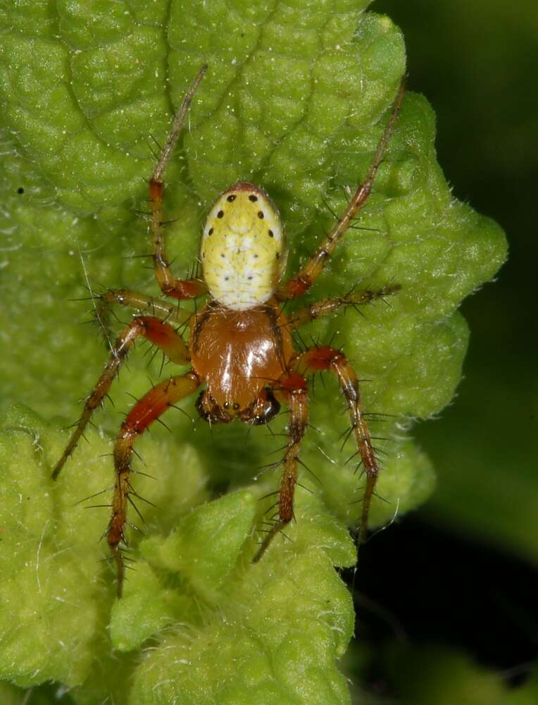 Image of Cucumber green spider