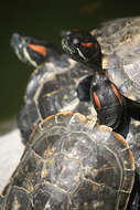 Image of slider turtle, red-eared terrapin, red-eared slider