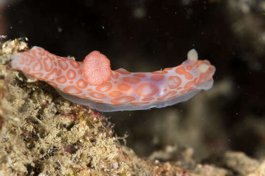 Image of Red spotted fat white slug