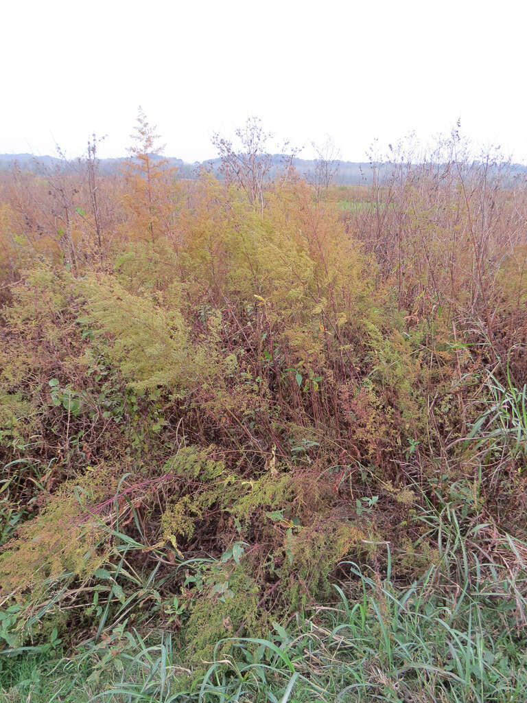 Imagem de Artemisia annua L.