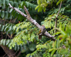 Image of Straw-crowned Bulbul