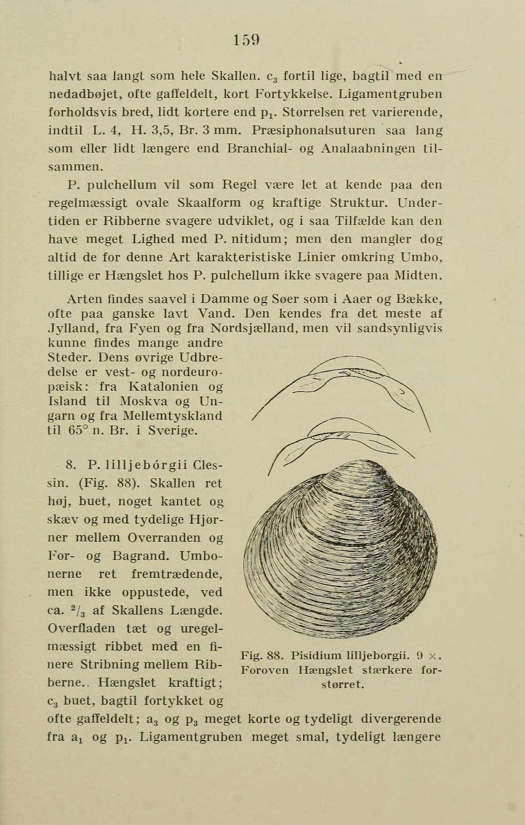 Imagem de Pisidium C. Pfeiffer 1821