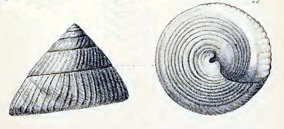 Image of Infundibulum concavum (Gmelin 1791)