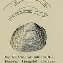 Image of Quadrangular Pea Clam