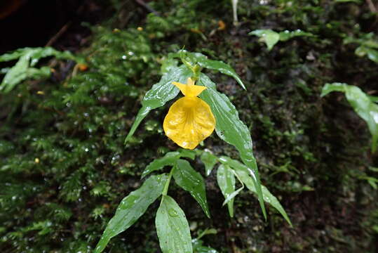 Imagem de Caulokaempferia saxicola K. Larsen