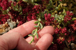 Cistanthe celosioides (Philippi) Carolin ex Hershkovitz resmi