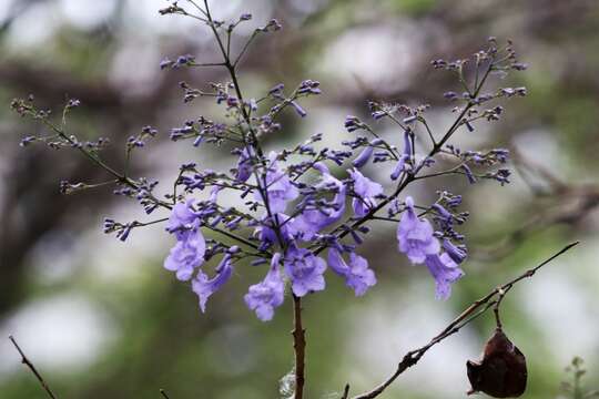 藍花楹的圖片