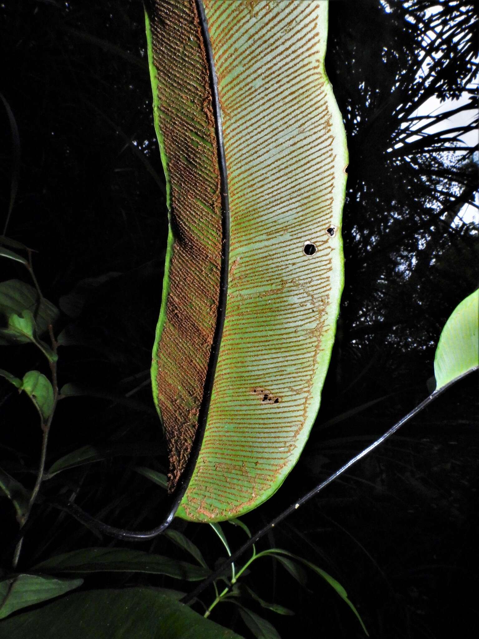 Plancia ëd Syngramma alismifolia (C. Presl) J. Sm.