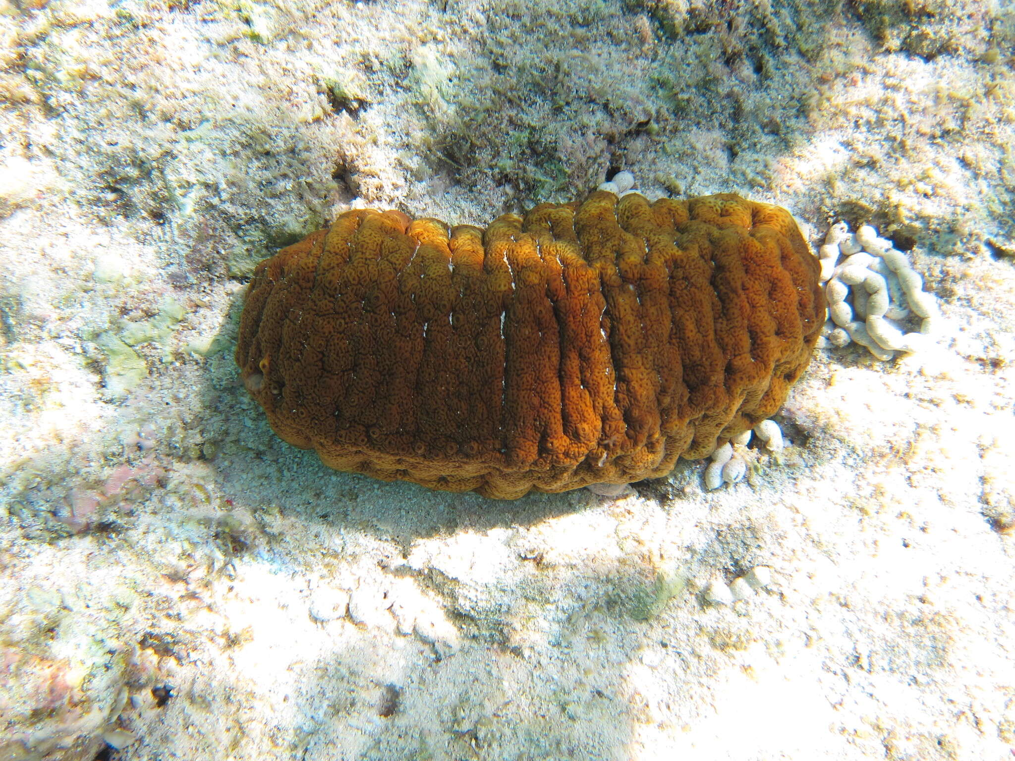 Image de Actinopyga mauritiana (Quoy & Gaimard 1834)