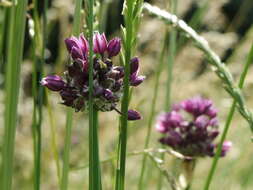 Allium scorodoprasum L.的圖片