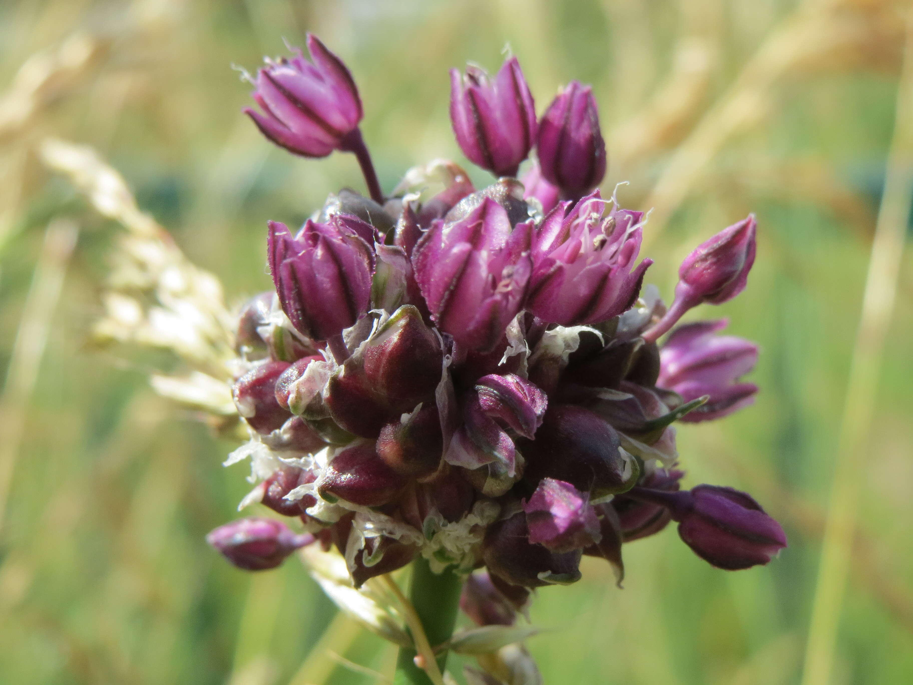 Allium scorodoprasum L.的圖片