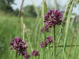 Allium scorodoprasum L.的圖片