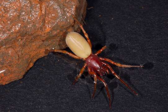 Image of dysderid spiders