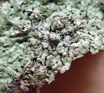 Image of pyxine lichen