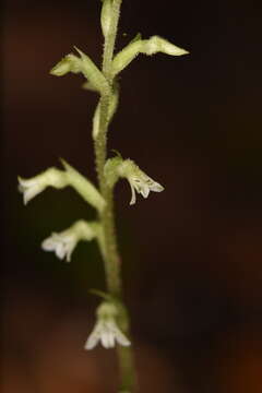 Image of Costa Rican lady's tresses