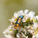 Image of Castiarina scalaris (Boisduval 1835)