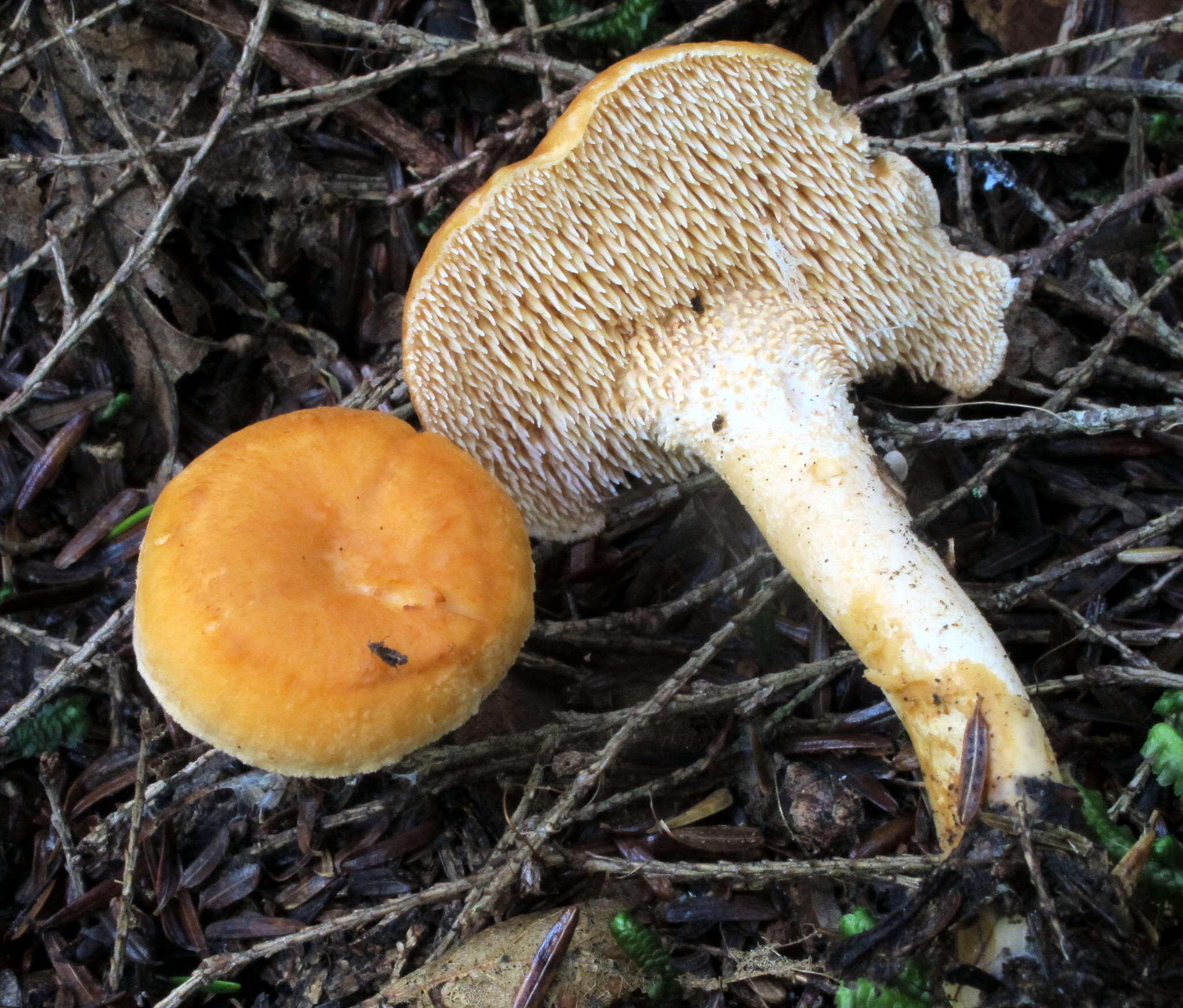 Image of Hydnum umbilicatum Peck 1902