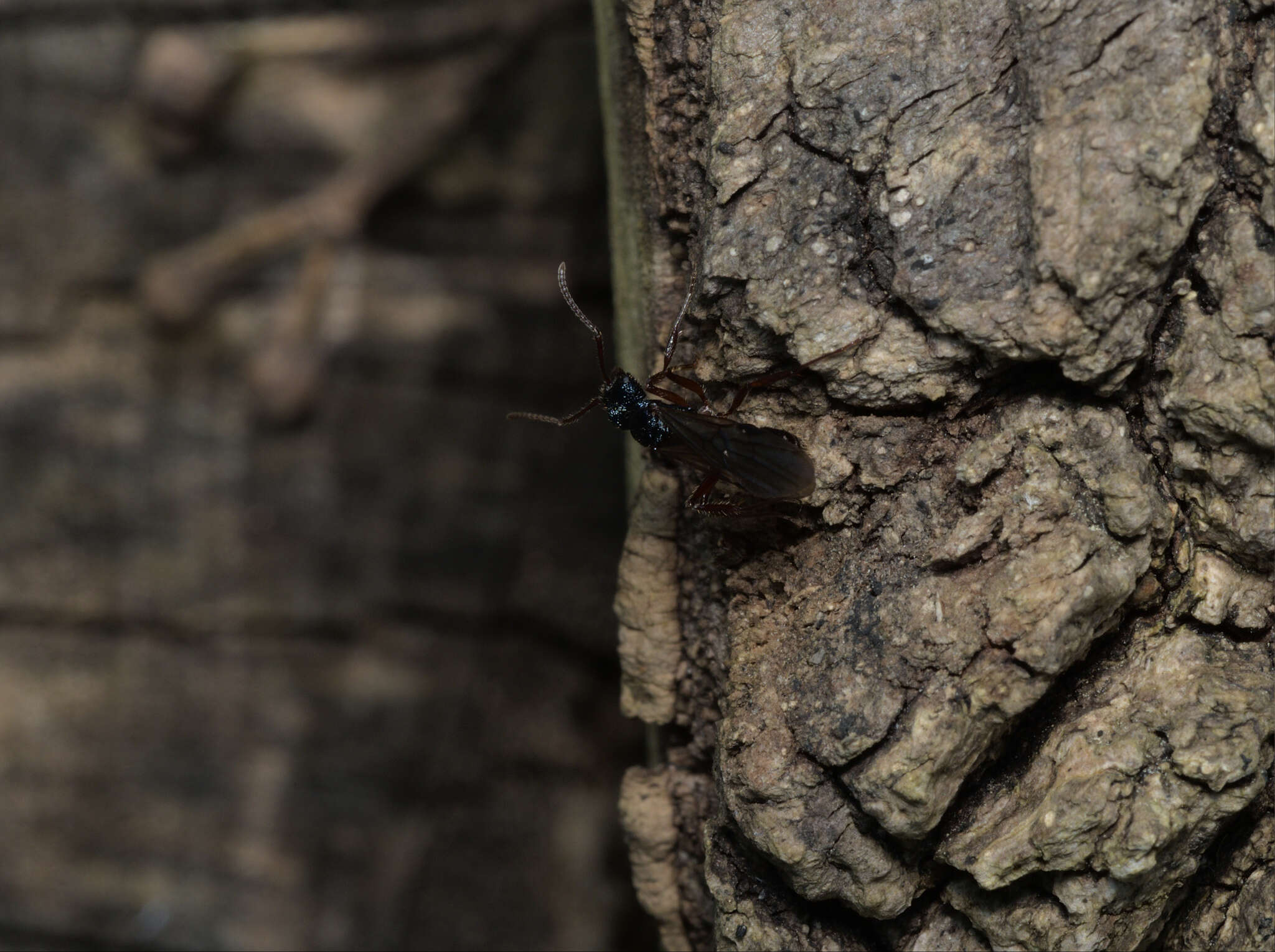 Image of Rhytidoponera confusa Ward 1980