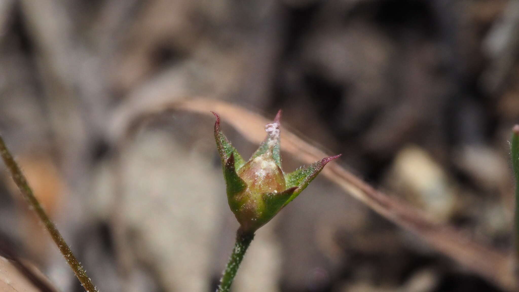 Plancia ëd Androsace elongata subsp. acuta (Greene) G. T. Robbins