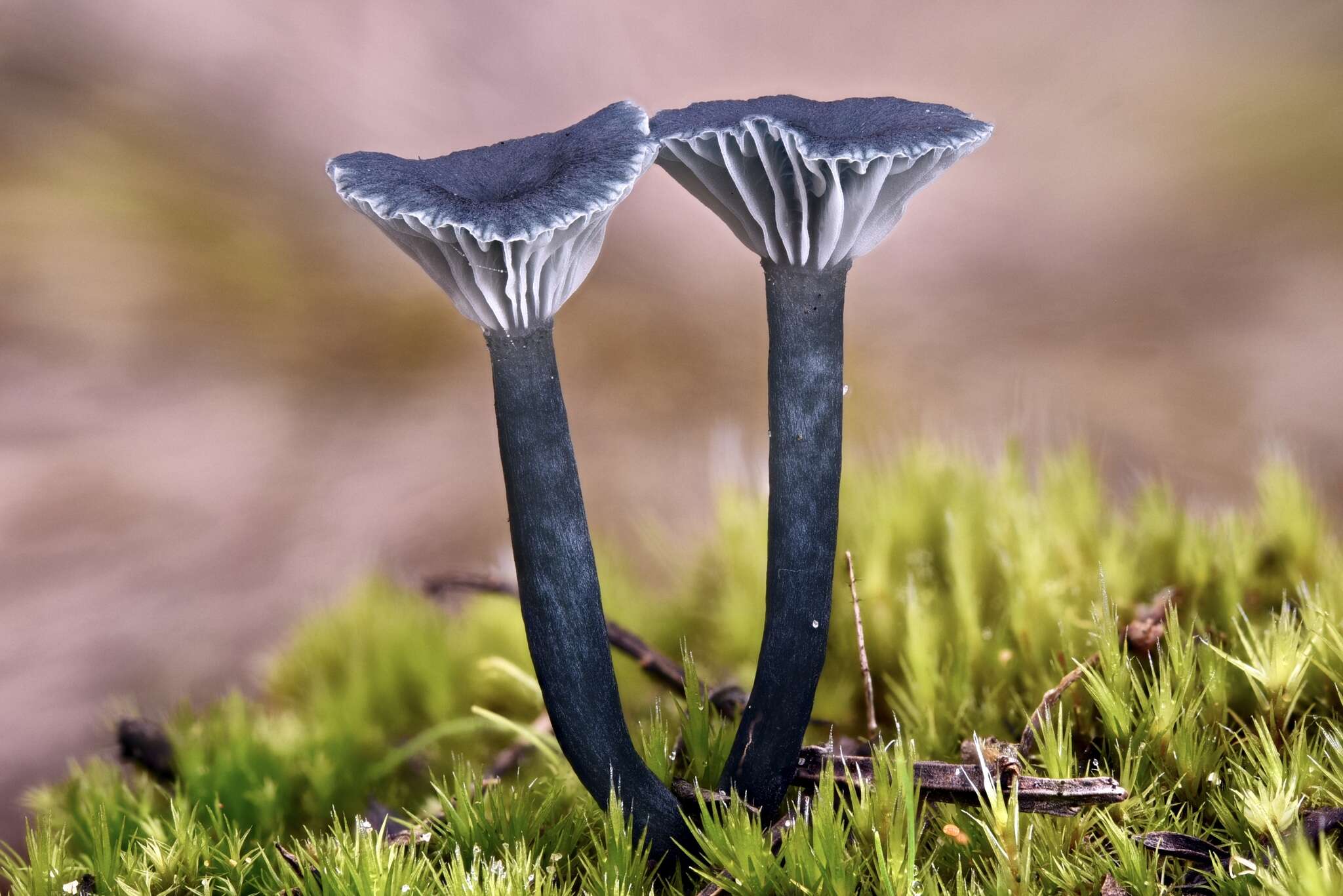 Imagem de Arrhenia chlorocyanea (Pat.) Redhead, Lutzoni, Moncalvo & Vilgalys 2002