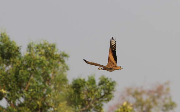 Image of White-bellied Bustard