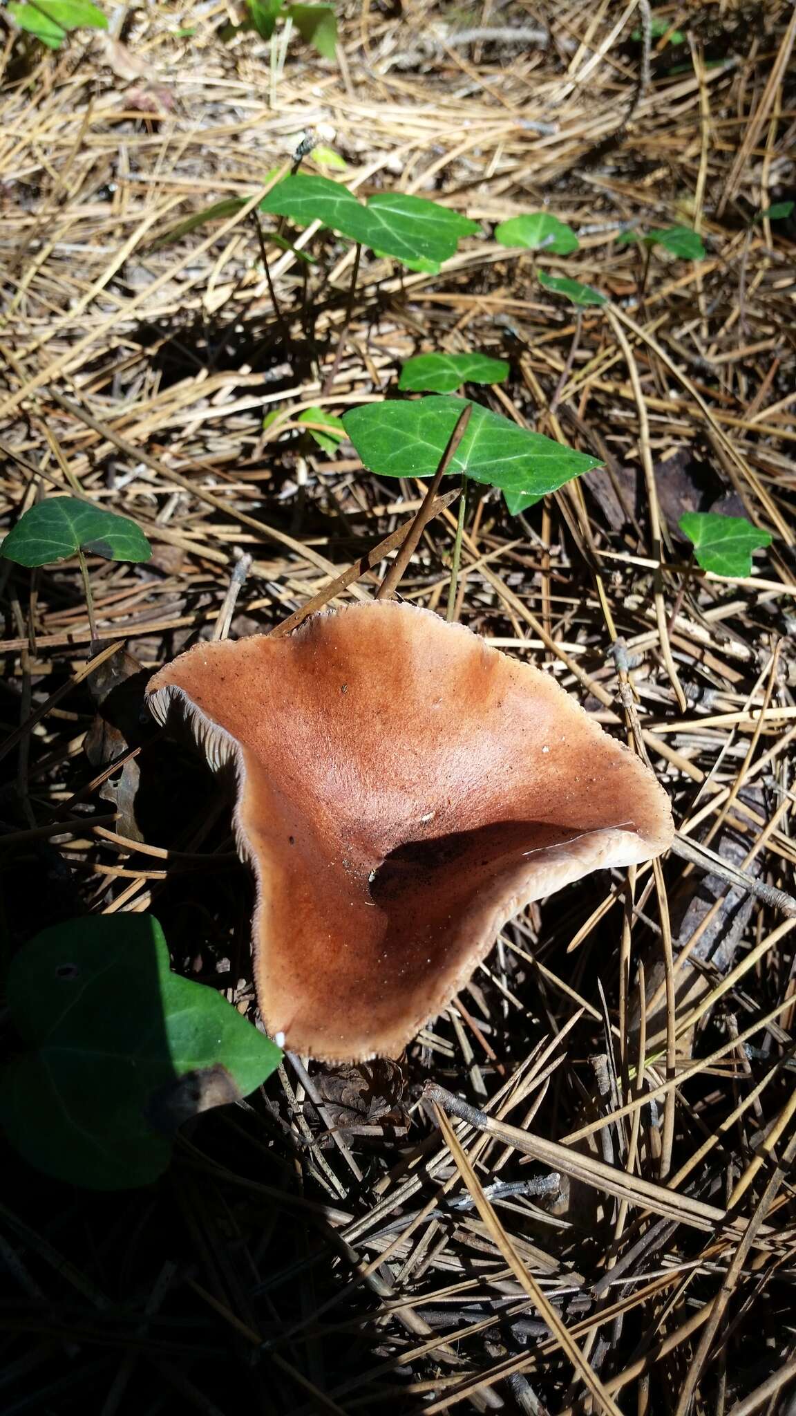 Image of Rufous Milkcap