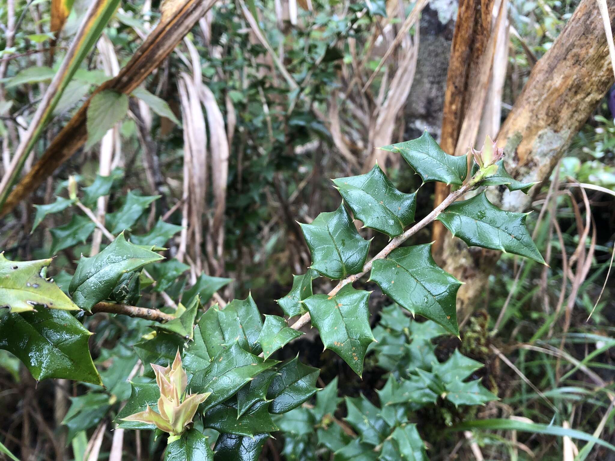 Image of Ilex bioritsensis Hayata