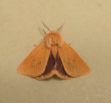 Image of Spilosoma vagans Boisduval 1852