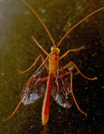 Image of Enicospilus purgatus (Say 1835)