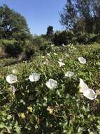 Image of island false bindweed