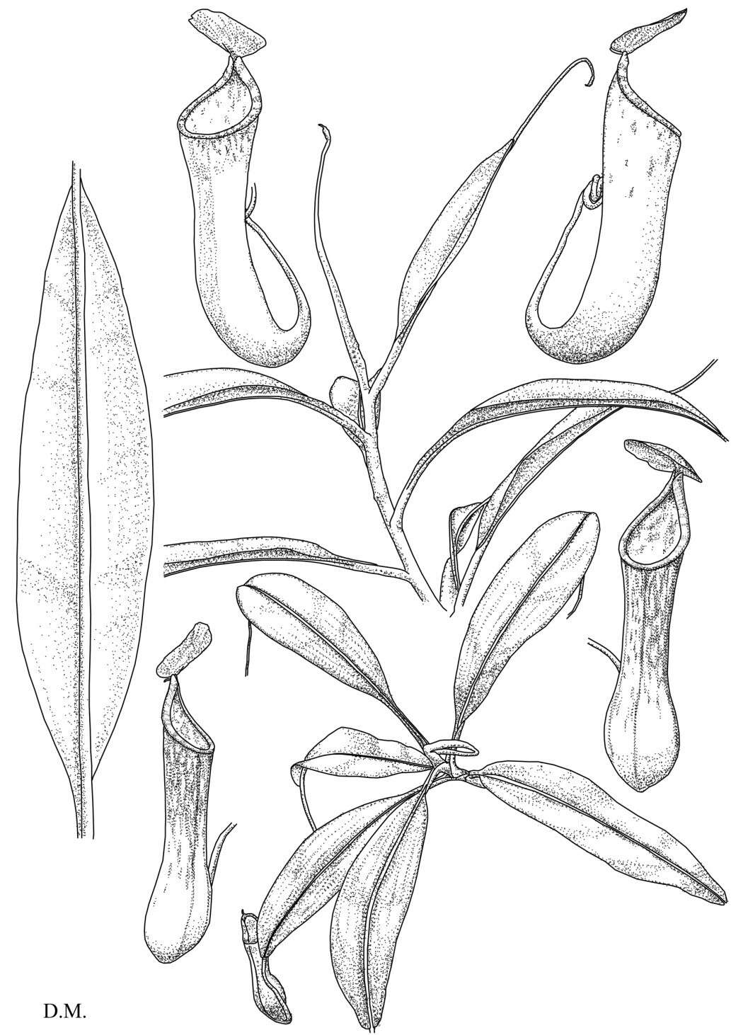 Image de Nepenthes cornuta