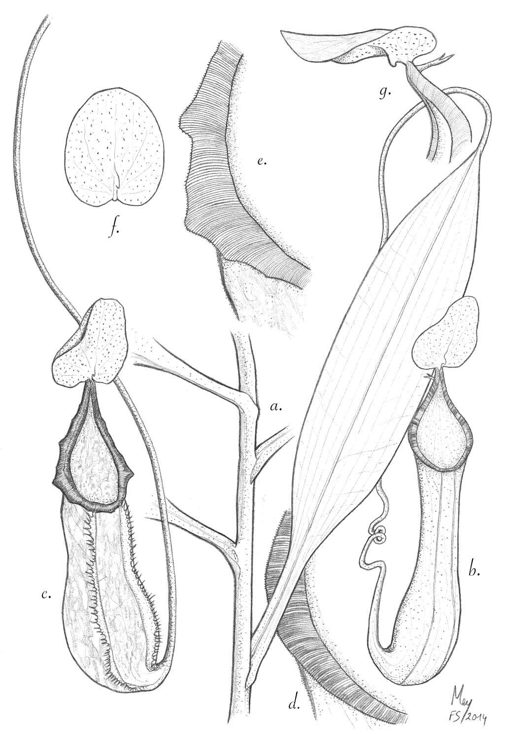 Image de Nepenthes talaandig