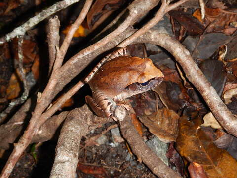 Sivun Mixophyes carbinensis Mahony, Donnellan, Richards & McDonald 2006 kuva